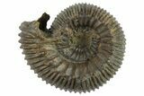 Jurassic Ammonite (Normannites) Fossil - Switzerland #262655-1